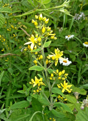 Hairy St. John's Wort Seeds