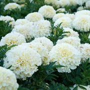 White Marigold Seeds