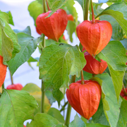 Chinese Lantern Lantern Seeds