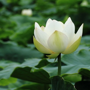 Bonsai Lotus Seeds