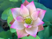 Root Lotus Seeds