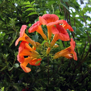 Hummingbird Vine Seeds, Scarlet Trumpet