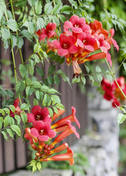 Climbing Scarlet Trumpet Vine Seeds
