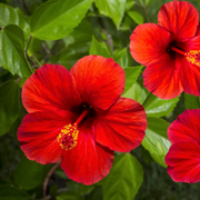 Red Hardy Hibiscus Seeds