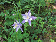 Rocky Mountain Columbine Seeds