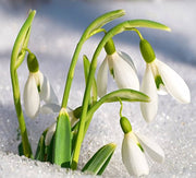 Snowdrop Seeds - For Home Gardens Seeds