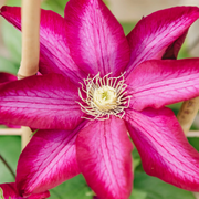 Bourbon Clematis Seeds