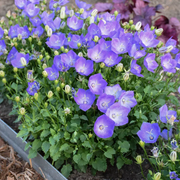 Carpathian Blue Campanula Seeds