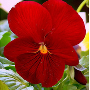 Red Pansy Seeds