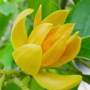 Butterfly Magnolia Seeds