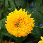 Teddy Bear Dwarf Sunflower Seeds