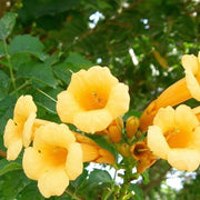 Trumpet Creeper Seeds