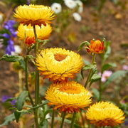 Strawflower Seeds, Orange Double