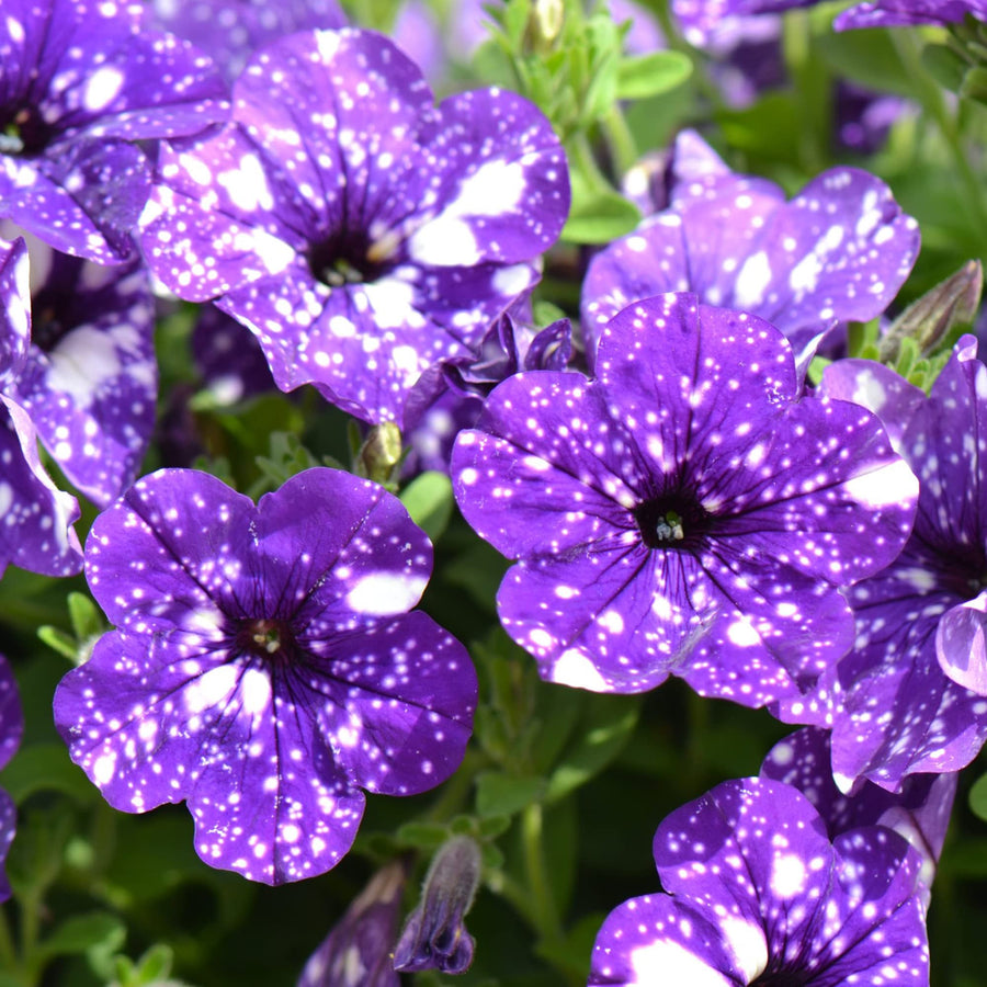 Night Sky Petunia Seeds