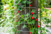 Red Cardinal Climber Seeds