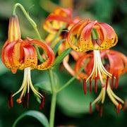 Turk's Cap Lily Seeds