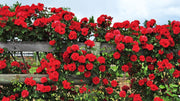 Climbing Rose Seeds