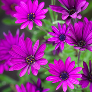 Purple Osteospermum Seeds