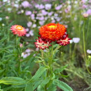 Strawflower Seeds, Orange Double