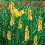 Bright Yellow Hot Poker Seeds