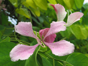 Orchid Seeds, Bauhinia Variegata