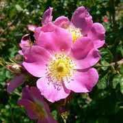 Sweet Briar Rose Rosa Rubiginosa Seeds
