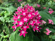 Mixed Colors Egyptian Star Cluster Seeds