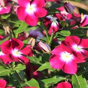 Pink Rosy Periwinkle Seeds
