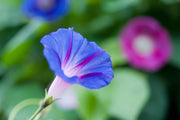Heavenly Blue Ipomoea Seeds