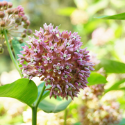 Milkweed Seeds - For Home Gardens Seeds