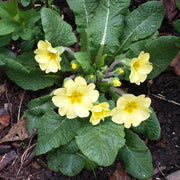 Polyanthus Primrose Primula Seeds