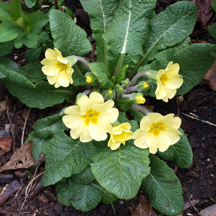 Polyanthus Primrose Primula Seeds