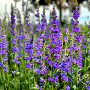 Rocky Mountain Beardtongue Penstemon Strictus Seeds