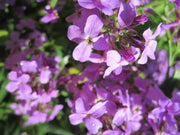 Evening Scented Stock Seeds
