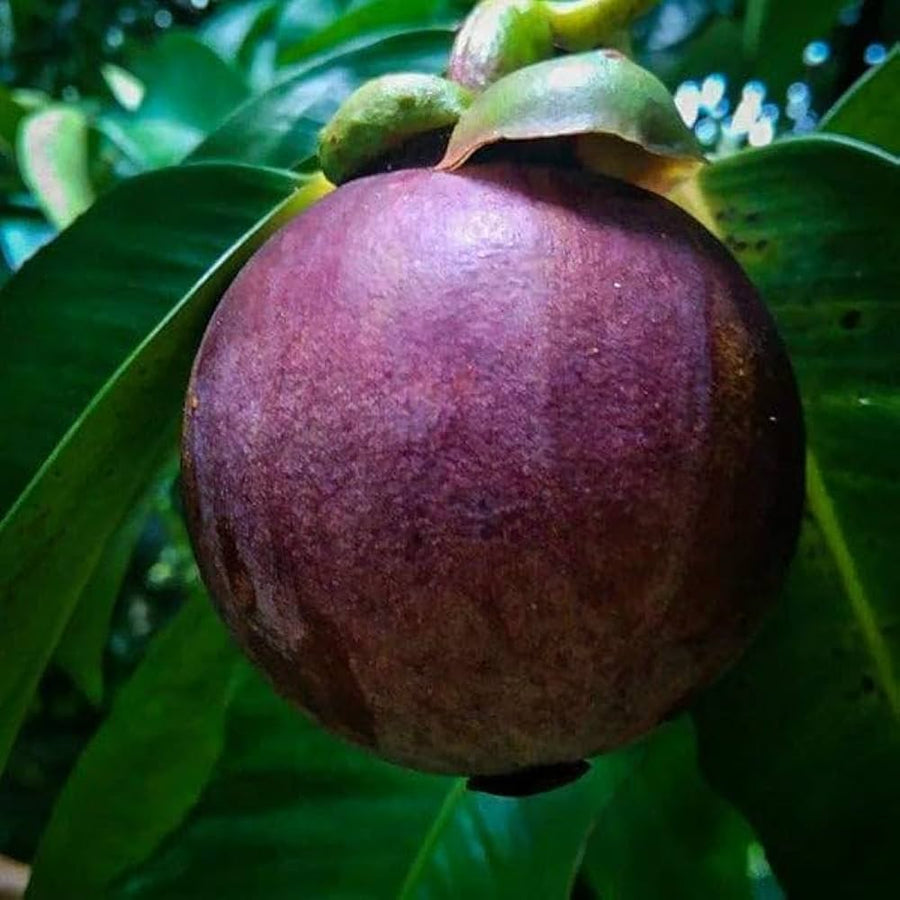 Mangosteen Seeds - for Home Gardens Seeds