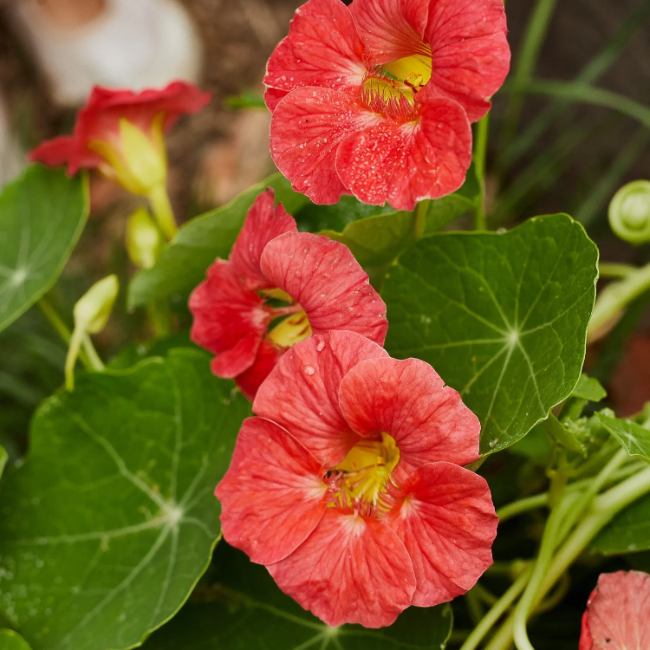 Cherry Rose Jewel Nasturtium Seeds