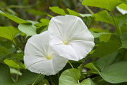 White Moonflower Seeds