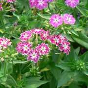 Twinkle Star Phlox Seeds