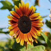 Sunflower Indian Blanket Seeds