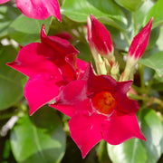 Sanderi Mandevilla Seeds