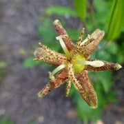 Japanese Toad Lily Tricyrtis Puberula Seeds