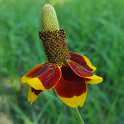 Mexican Hat Seeds
