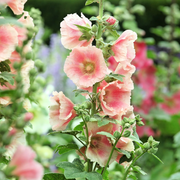 Peach Hollyhock Seeds