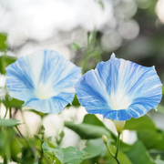 Flying Saucers Morning Glory Seeds