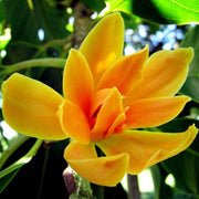 Champaca Magnolia Seeds