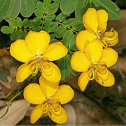 Golden Christmas Senna Seeds