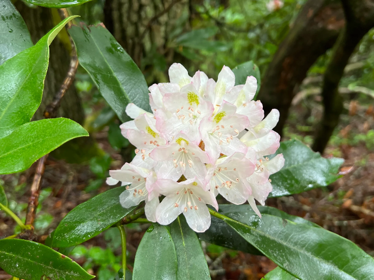 Rosebay Rhododendron Seeds