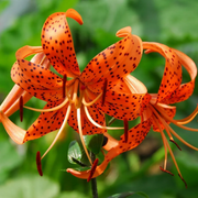 Orange Turk's Cap Lily Seeds