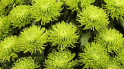 Green Spider Chrysanthemum Seeds