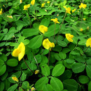 Pinto Peanut Seeds